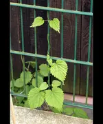 zaun_5133.webp