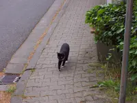 gassi5.webp