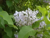 EPSN2867.webp