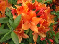 EPSN2875.webp