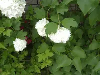 EPSN2878.webp