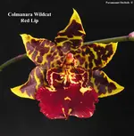 Colmanara Wildcat Red Lip1.webp
