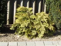 zypresse-1.webp