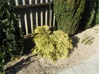 zypresse.webp