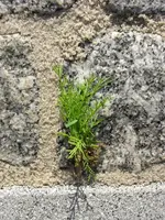 rasen12.webp