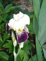 Iris von renate.webp