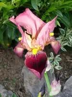 Iris natchez.trace.webp