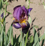 Iris_klein2.webp
