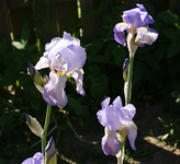 Iris_klein.webp