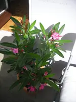 DSCN0328.webp