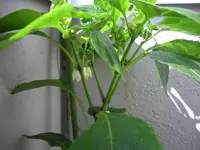 DSCN0329.webp