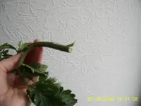 PIC_0002.webp
