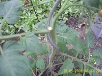 PIC_0003.webp
