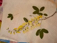 DSC00984.webp