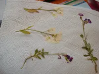 DSC00987.webp