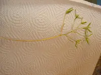 DSC00988.webp