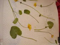DSC00989.webp