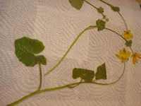 DSC00990.webp