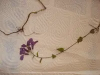 DSC00992.webp