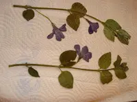 DSC00993.webp