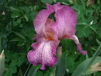 altrosa.webp