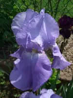 hellblau, hoch_.webp