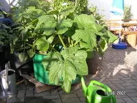 PICT7400.webp