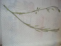 DSC01007.webp