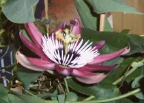 Passiflora.webp