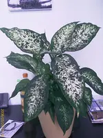 IMAG0118.webp