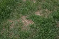 Rasen_1.webp