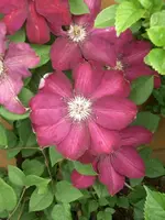CIMG3560.webp