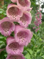 CIMG3563.webp
