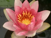 CIMG3592.webp