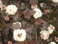 CIMG3584.webp