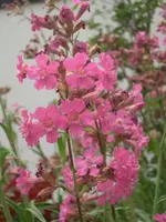 CIMG3580.webp