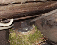 vögel.webp