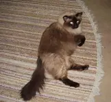 mops.webp