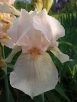 Nel Jape.webp
