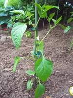 100_2579a.webp