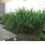 18.05.08 Mauer und Gräser 010.webp
