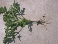 IMAG0568.webp