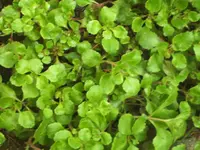 Mauerrot.webp