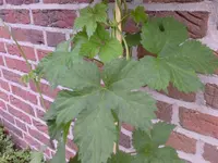 jpg2.webp