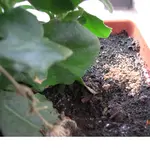 CIMG0193.webp
