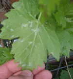 Weintaruaben2.webp