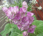 pflanze4.webp