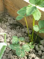 IMAG0294.webp