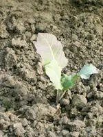 IMAG0300.webp