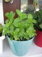 DSCN0342.webp